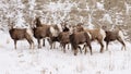 Herd of Bighorn Sheep in Winter in Badlands National Park