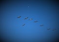 A herd of birds, the blue sky and the moon Royalty Free Stock Photo