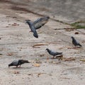 Herd of birds on moving on ground floor