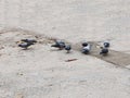 Herd of birds on moving on ground floor