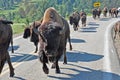 Bison herd on a highway