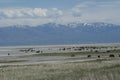 A herd of bison on Antelope Island