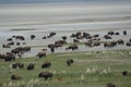 A herd of bison on Antelope Island