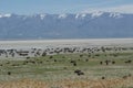 A herd of bison on Antelope Island