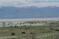 A herd of bison on Antelope Island