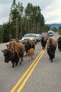 Herd of bison blocking road in Yellowstone National Park, Wyomi Royalty Free Stock Photo