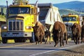 Herd of bison blocking road in Yellowstone National Park, Wyomi Royalty Free Stock Photo