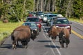 Herd of bison blocking road in Yellowstone National Park, Wyomi Royalty Free Stock Photo