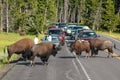 Herd of bison blocking road in Yellowstone National Park, Wyomi Royalty Free Stock Photo