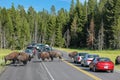 Herd of bison blocking road in Yellowstone National Park, Wyomi Royalty Free Stock Photo