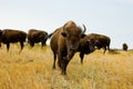 Herd of bison or buffalo Royalty Free Stock Photo