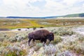 Herd of bison buffalo grazing at Yellowstone National Park Royalty Free Stock Photo