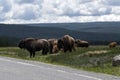 Herd of Bison buffalo in Yellowstone National Park Royalty Free Stock Photo