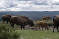 Herd of Bison buffalo in Yellowstone National Park Royalty Free Stock Photo