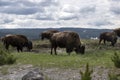 Herd of Bison buffalo in Yellowstone National Park Royalty Free Stock Photo