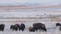 Bison herd foraging, snow-covered grassland, winter grazing, undisturbed nature