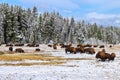 Herd of bison feeding in a snowy field, Yellowstone National Park, Wyoming Royalty Free Stock Photo