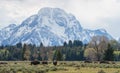 Herd of bison in field of Grand Teton National park, Wyoming ,USA Royalty Free Stock Photo