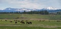 Herd of bison in field of Grand Teton National park, Wyoming ,USA Royalty Free Stock Photo