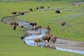 A herd of Bison finding drinking water in Yellowstone.