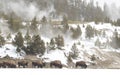 Bison herd feeding in snow and steam landscape in yellowstone