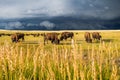 A herd of bison graze on the sunlit plains as a dark storm approaches. Royalty Free Stock Photo