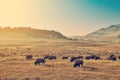 Herd of bison grazes on US prairies
