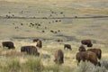 Herd of bison grazing in grasslands of Yellowstone National Park Royalty Free Stock Photo