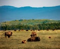 Herd of bison grazing on a grassy field at the Grand Teton National Park in Wyoming Royalty Free Stock Photo