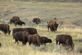 Herd of bison grazing in Lamar Valley, Yellowstone Park, Wyoming Royalty Free Stock Photo