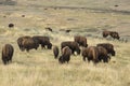 Herd of bison grazing in Lamar Valley, Yellowstone Park, Wyoming Royalty Free Stock Photo