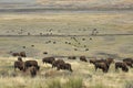 Herd of bison grazing in Lamar Valley, Yellowstone Park, Wyoming Royalty Free Stock Photo