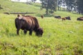 Herd of Bison grazing on the pasture of Custer State Park in Black Hills, South Dakota Royalty Free Stock Photo