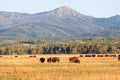 Herd of Bison grazing in the plains in the Grand Teton Royalty Free Stock Photo