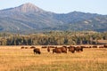 Herd of Bison grazing in the plains Royalty Free Stock Photo