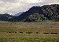 Herd of Bison Grazing at Yellowstone