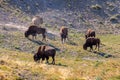 Herd of Bison grazing in Yellowstone National Park Royalty Free Stock Photo