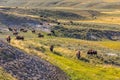 Herd of Bison grazing in Yellowstone National Park Royalty Free Stock Photo