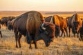 Herd of bison. Group of buffalo grazing on the green meadow. Prairie landscape Royalty Free Stock Photo