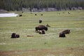 Herd of Bison Royalty Free Stock Photo