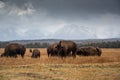 Herd of bison in meadow on fall day Royalty Free Stock Photo