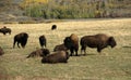 Herd of bison migrating Royalty Free Stock Photo