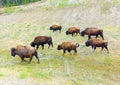 A herd of bison in northern canada
