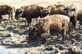 Herd of bison passing through the mud