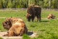 A herd of bison peacefully nips grass on the lawn Royalty Free Stock Photo