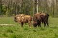 A herd of bison peacefully nips grass on the lawn Royalty Free Stock Photo