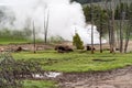 Herd of bison relaxing and resting near a steaming geyser erupting in Yellowstone National Park