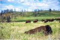 Herd of bison roaming across the open plains for Custer State Park in South Dakota. Royalty Free Stock Photo