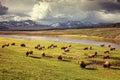 Herd of bison at sunset in Hayden Valley in Yellowstone National Park Royalty Free Stock Photo