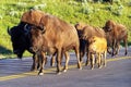 Herd of bison walking on the road in Yellowstone National Park, Wyoming Royalty Free Stock Photo